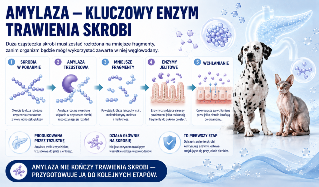 Amylaza — jak wspiera rozkład skrobi i węglowodanów?
