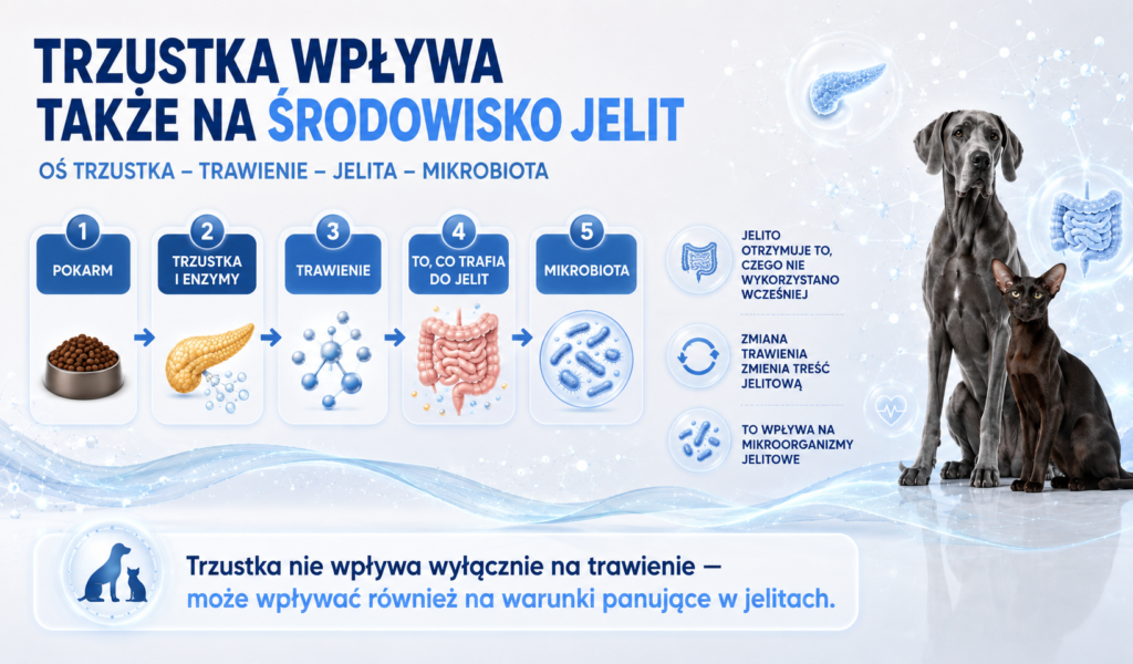 Co dzieje się w jelitach, gdy pokarm nie jest w pełni trawiony? Trzustka a mikrobiota