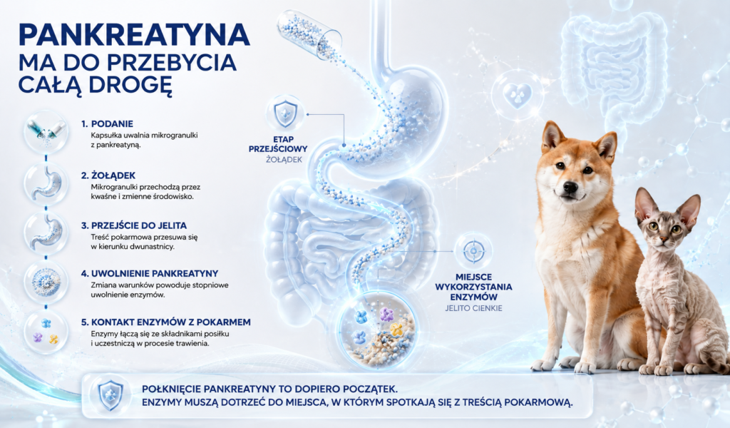 Co dzieje się z pankreatyną w żołądku i jelicie cienkim?