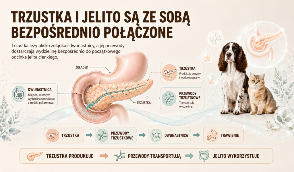 Dlaczego trzustka jest tak mocno związana z przewodem pokarmowym?