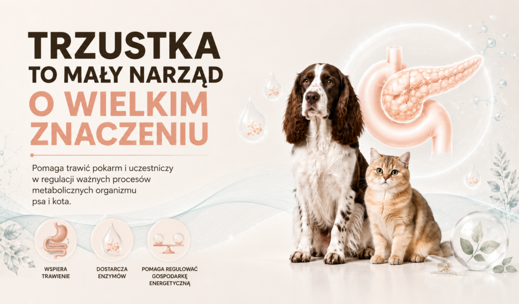 Jak działa trzustka psa i kota i dlaczego jest tak ważna?