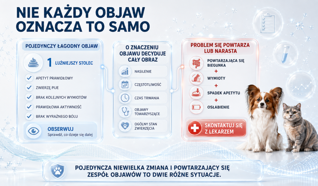 Kiedy problemy trawienne psa lub kota wymagają konsultacji weterynaryjnej?