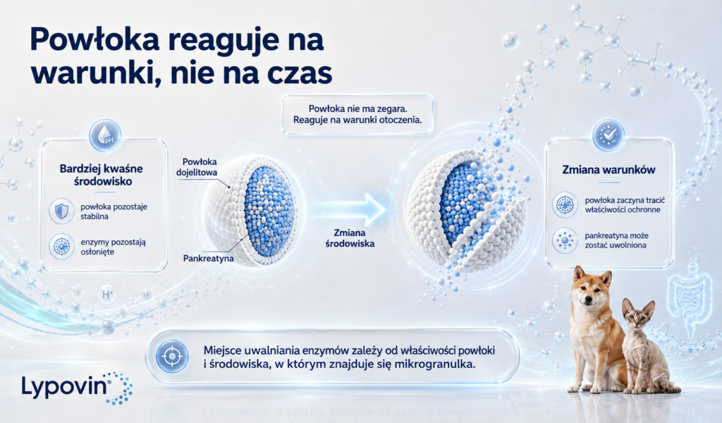 Powłoka dojelitowa — od czego zależy miejsce uwalniania enzymów?