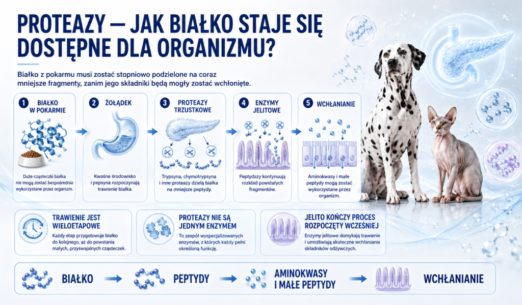 Proteaza — dlaczego trawienie białek wymaga enzymów?
