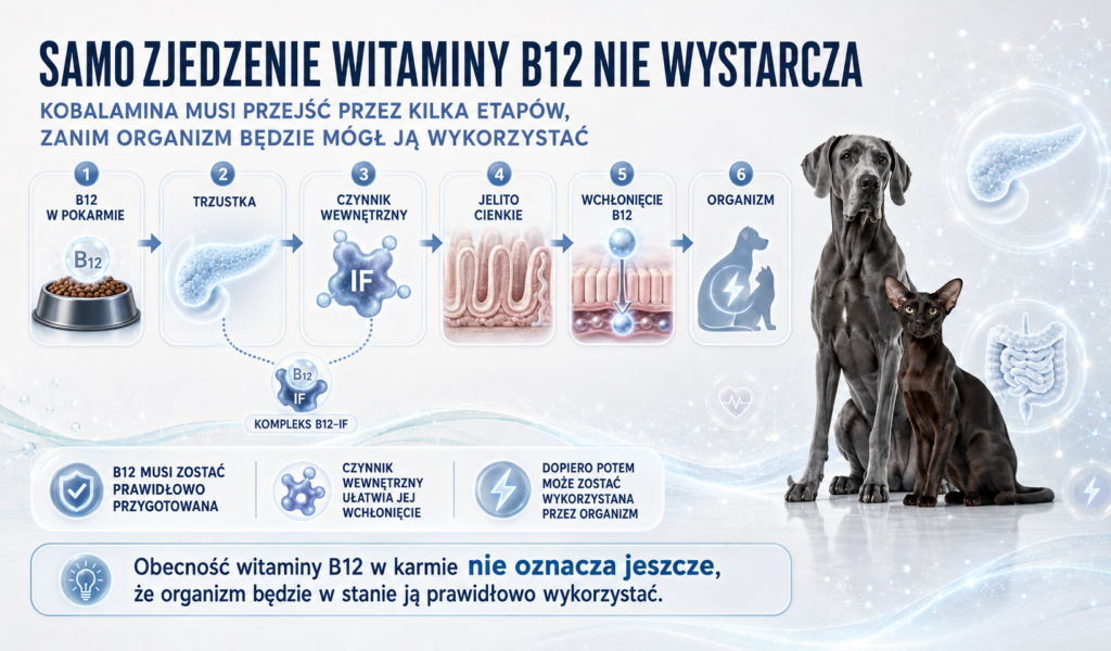 Trzustka a witamina B12 — dlaczego kobalamina jest ważna dla psa i kota?
