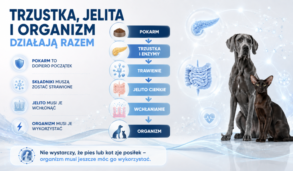 Trzustka, jelita i cały organizm — jak działa ta sieć zależności u psa i kota?