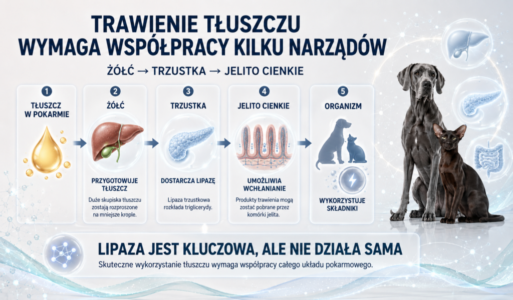 Trzustka, żółć i jelito cienkie — dlaczego trawienie tłuszczów wymaga współpracy kilku narządów?