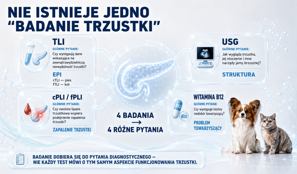 Badania trzustki u psa i kota 1