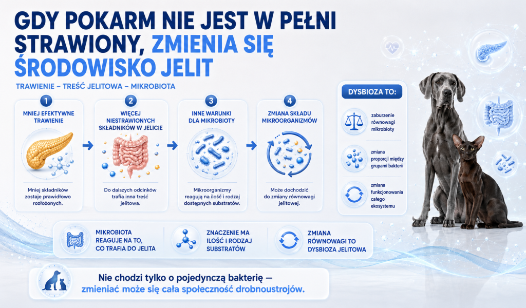 Co dzieje się w jelitach, gdy pokarm nie jest w pełni trawiony 2