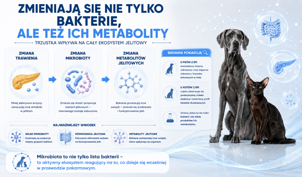 Co dzieje się w jelitach, gdy pokarm nie jest w pełni trawiony 3