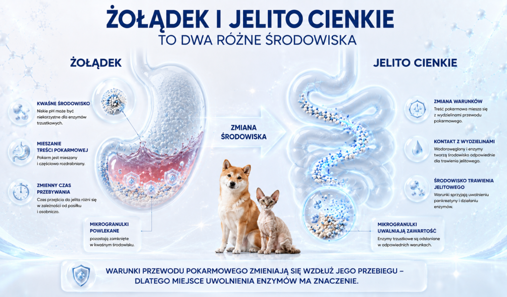 Co dzieje się z pankreatyną w żołądku i jelicie cienkim 2