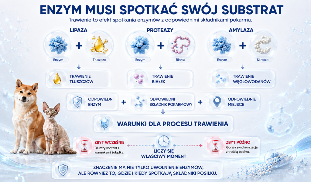 Co dzieje się z pankreatyną w żołądku i jelicie cienkim 3