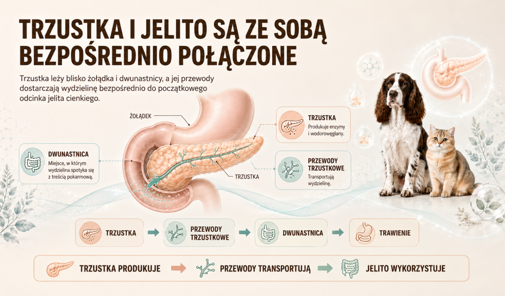 Dlaczego trzustka jest tak mocno związana z przewodem pokarmowym 1