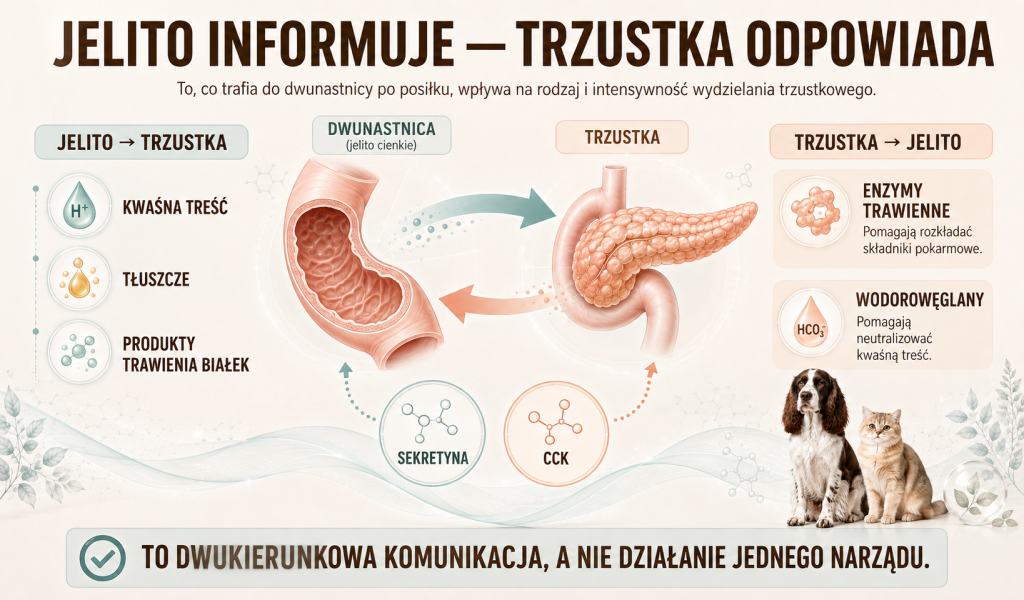 Dlaczego trzustka jest tak mocno związana z przewodem pokarmowym 2