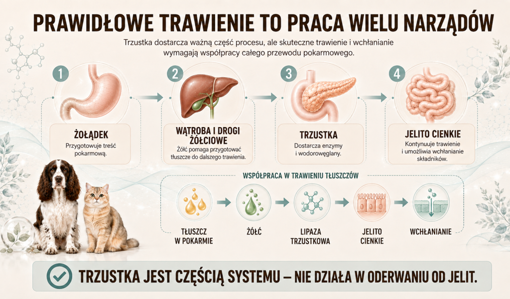Dlaczego trzustka jest tak mocno związana z przewodem pokarmowym 3