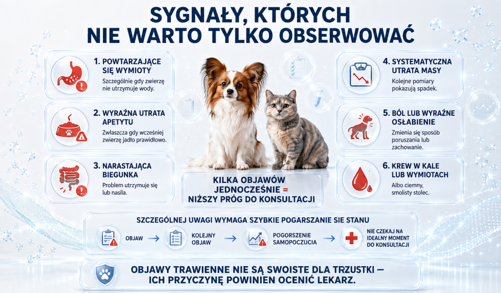 Kiedy problemy trawienne psa lub kota wymagają konsultacji weterynaryjnej 2