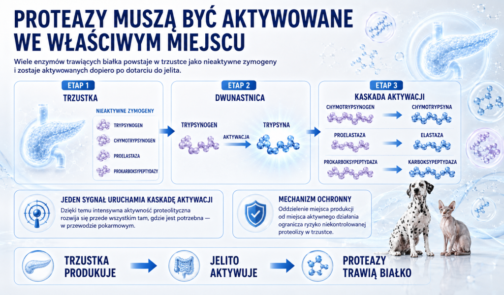 Proteaza — dlaczego trawienie białek wymaga enzymów 2