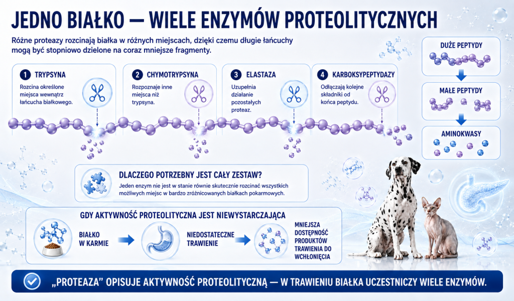 Proteaza — dlaczego trawienie białek wymaga enzymów 3