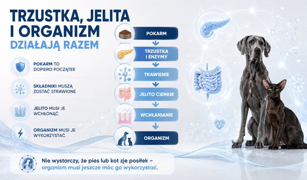 Trzustka, jelita i cały organizm 1