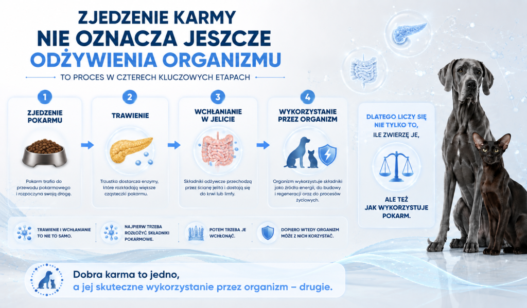 Trzustka, jelita i cały organizm 2