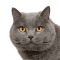 Chartreux (7 years) in front of a white background