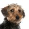Close up of Dachshund, 10 months old, in front of white background